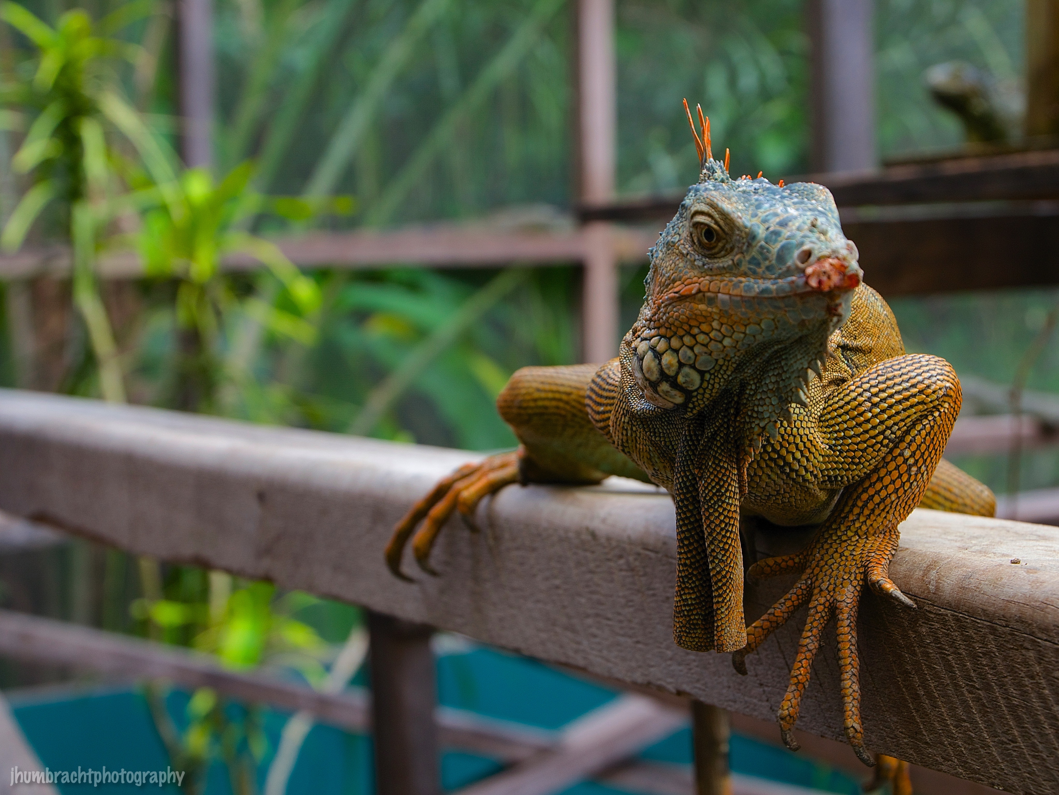 San Ignacio Hotel | Green Iguana Conservation Project | Male Green Iguana | image captured by Jason Humbracht