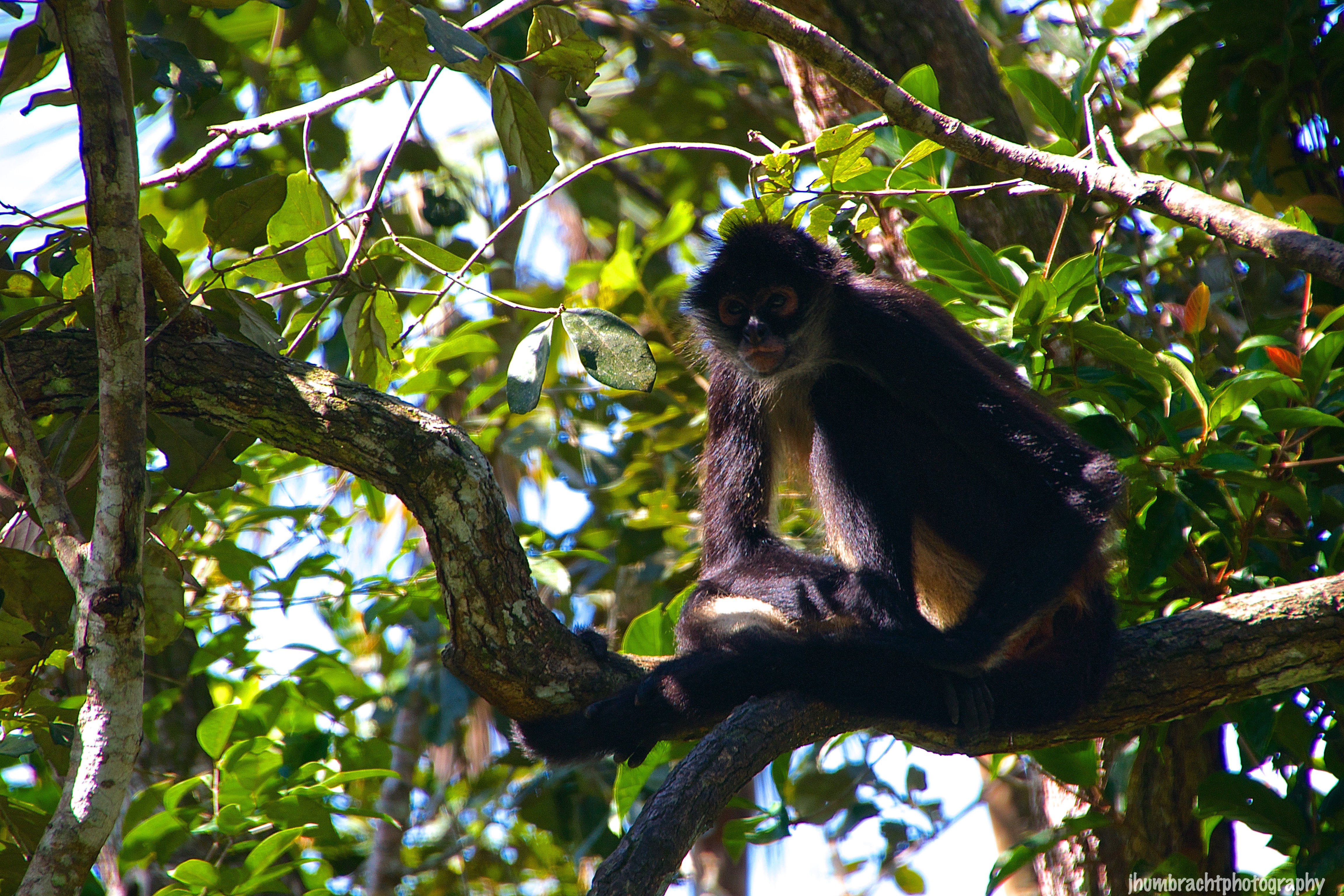 Spider Monkey | Belize Zoo, Belize | Image By Indiana Architectural Photographer Jason Humbracht 