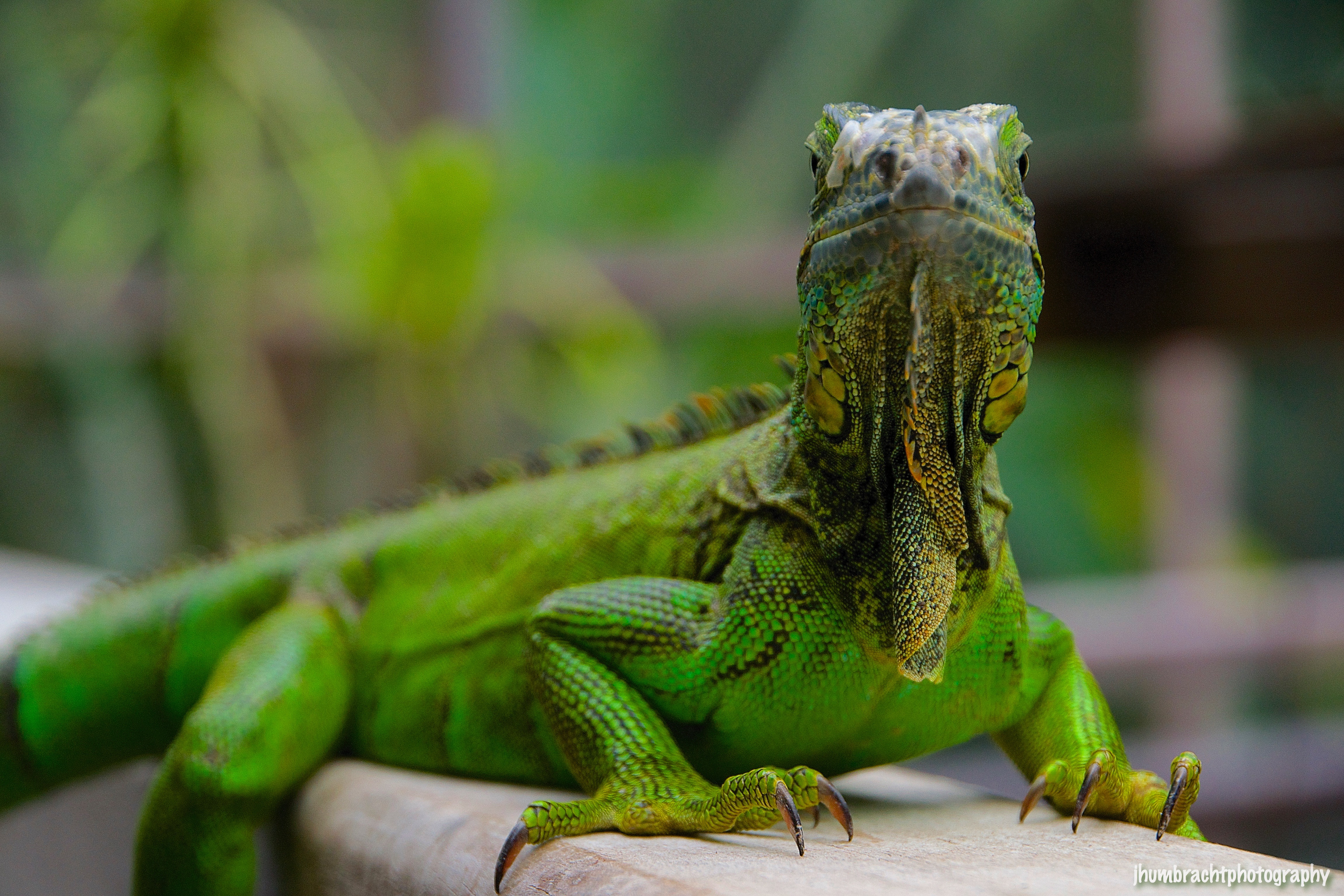 San Ignacio Hotel | Green Iguana Conservation Project | Female Green Iguana | image captured by Jason Humbracht