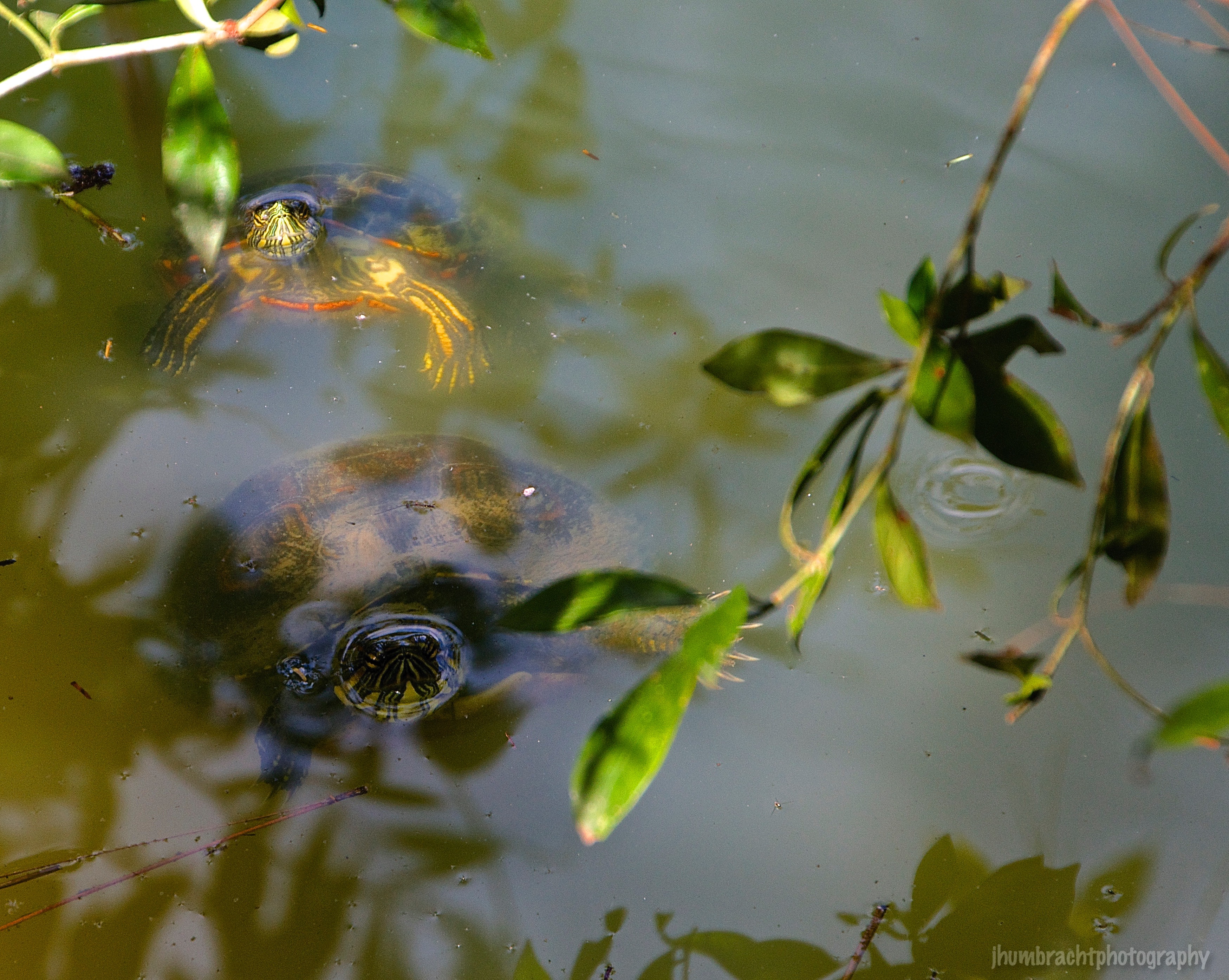 Turtle | Belize Zoo, Belize | Image By Indiana Architectural Photographer Jason Humbracht 