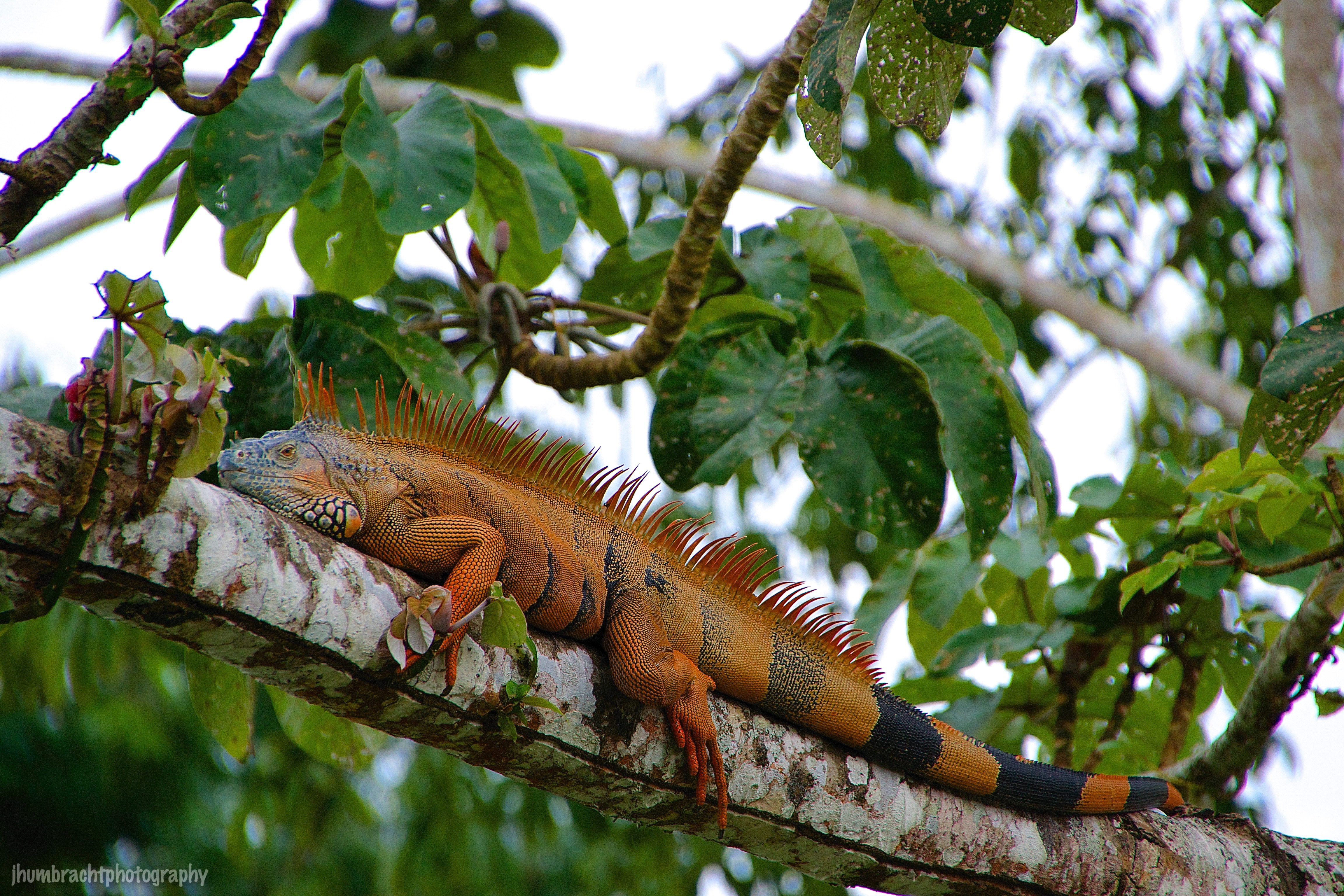 iguana natural habitat