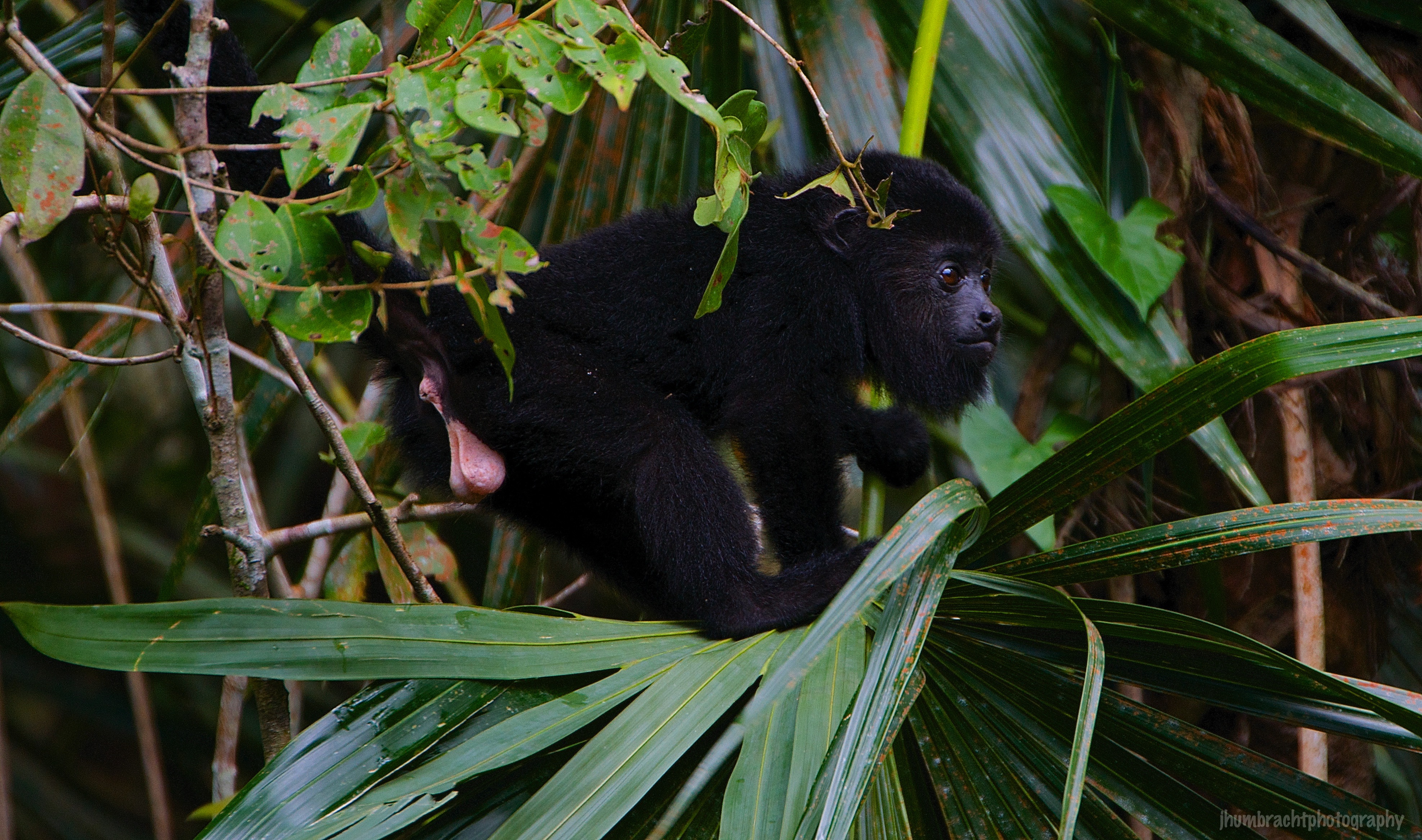 Baby Howler Monkey | Belize Zoo, Belize | Image By Indiana Architectural Photographer Jason Humbracht 