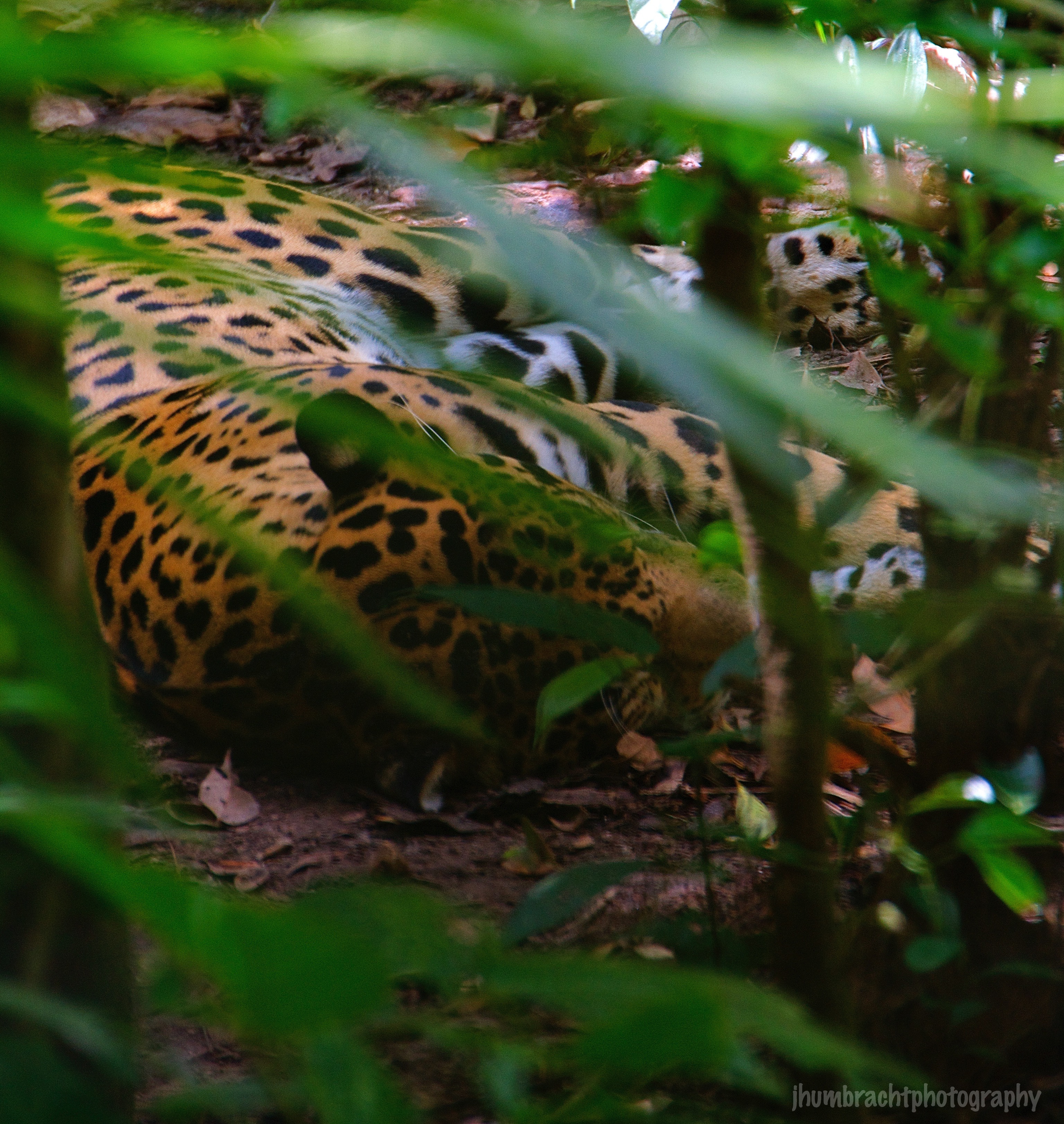 Jaguar | Belize Zoo, Belize | Image By Indiana Architectural Photographer Jason Humbracht 