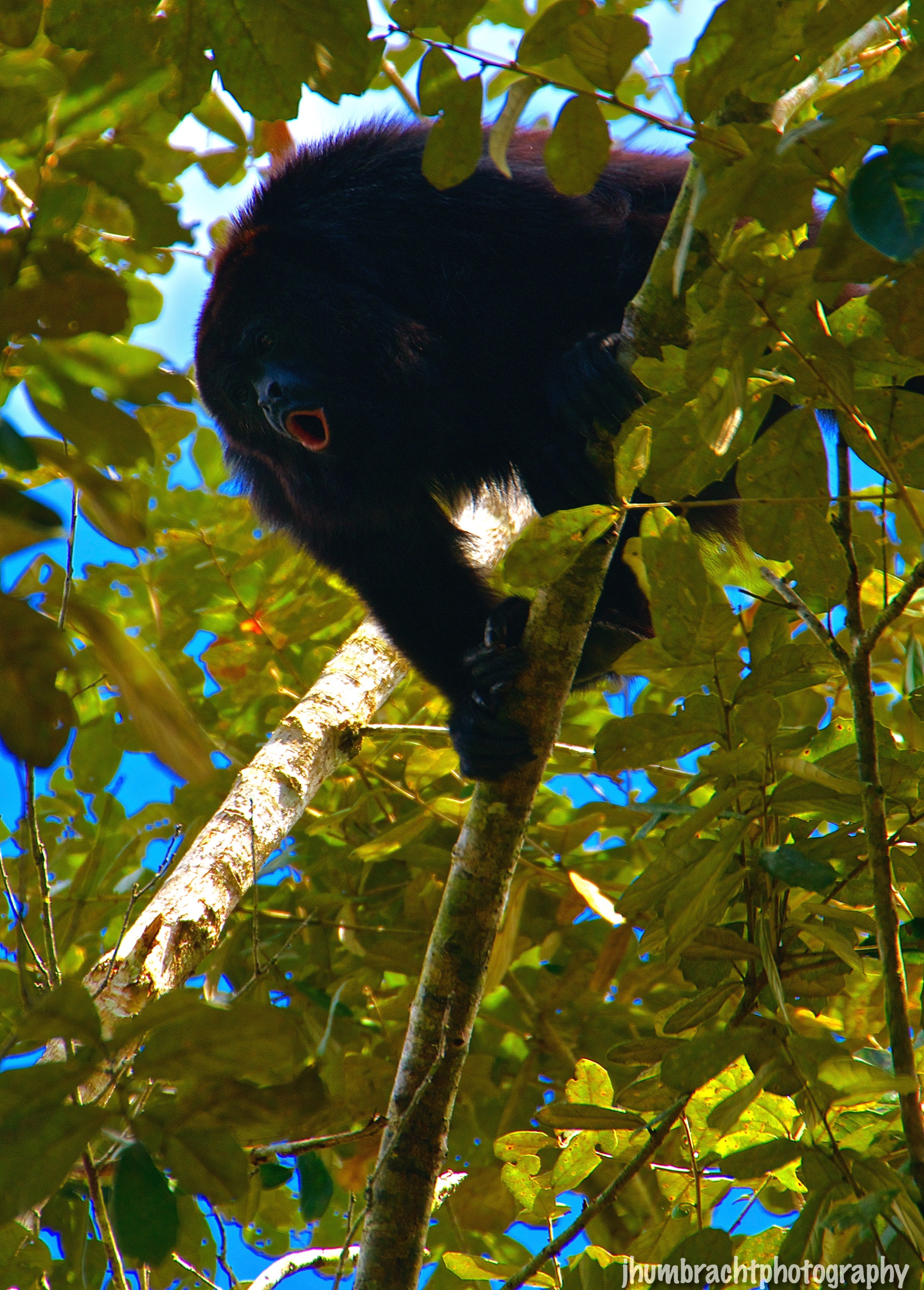 Howler Monkey | Belize Zoo, Belize | Image By Indiana Architectural Photographer Jason Humbracht 