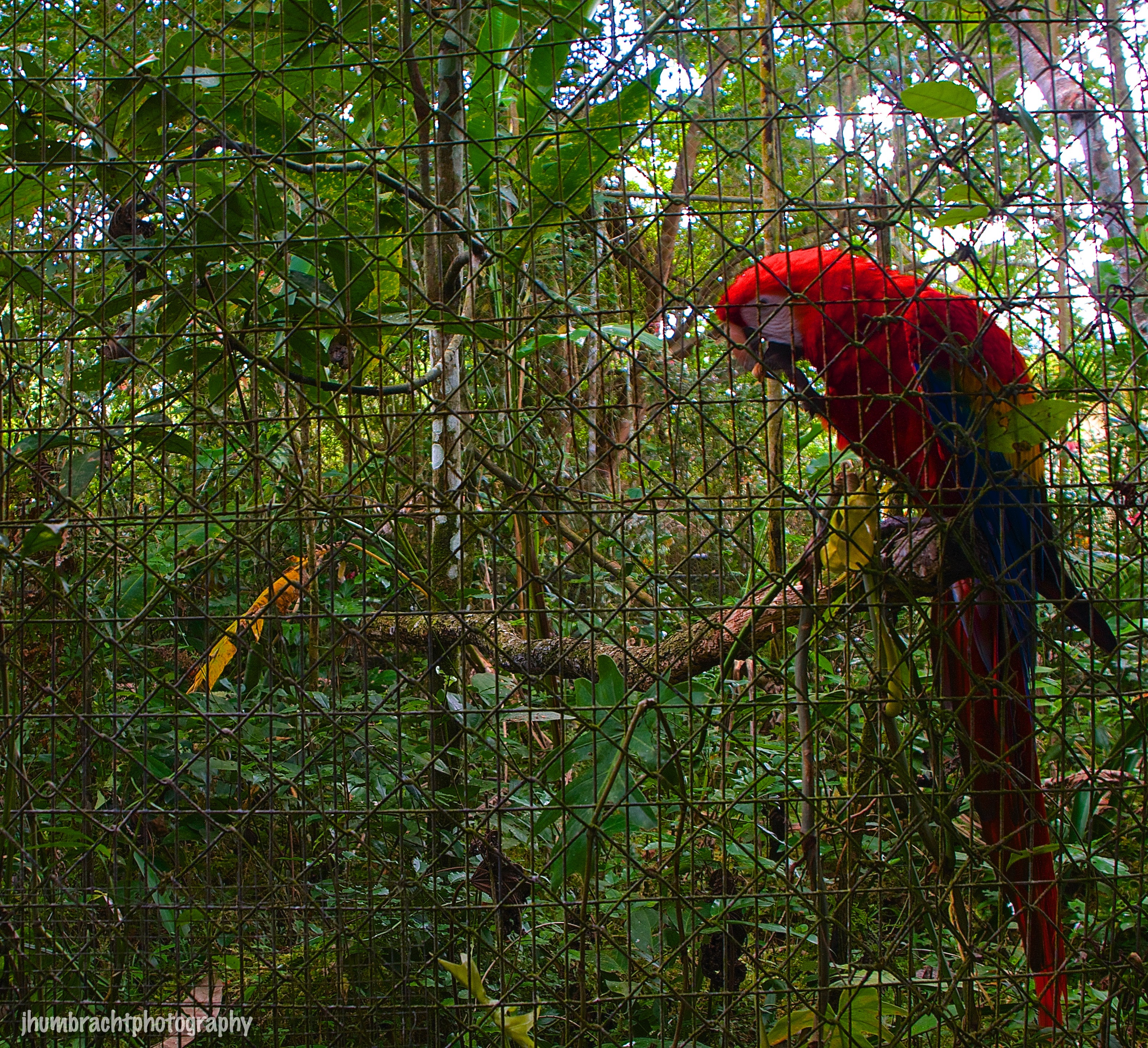 Scarlet Macaw | Belize Zoo, Belize | Image By Indiana Architectural Photographer Jason Humbracht 