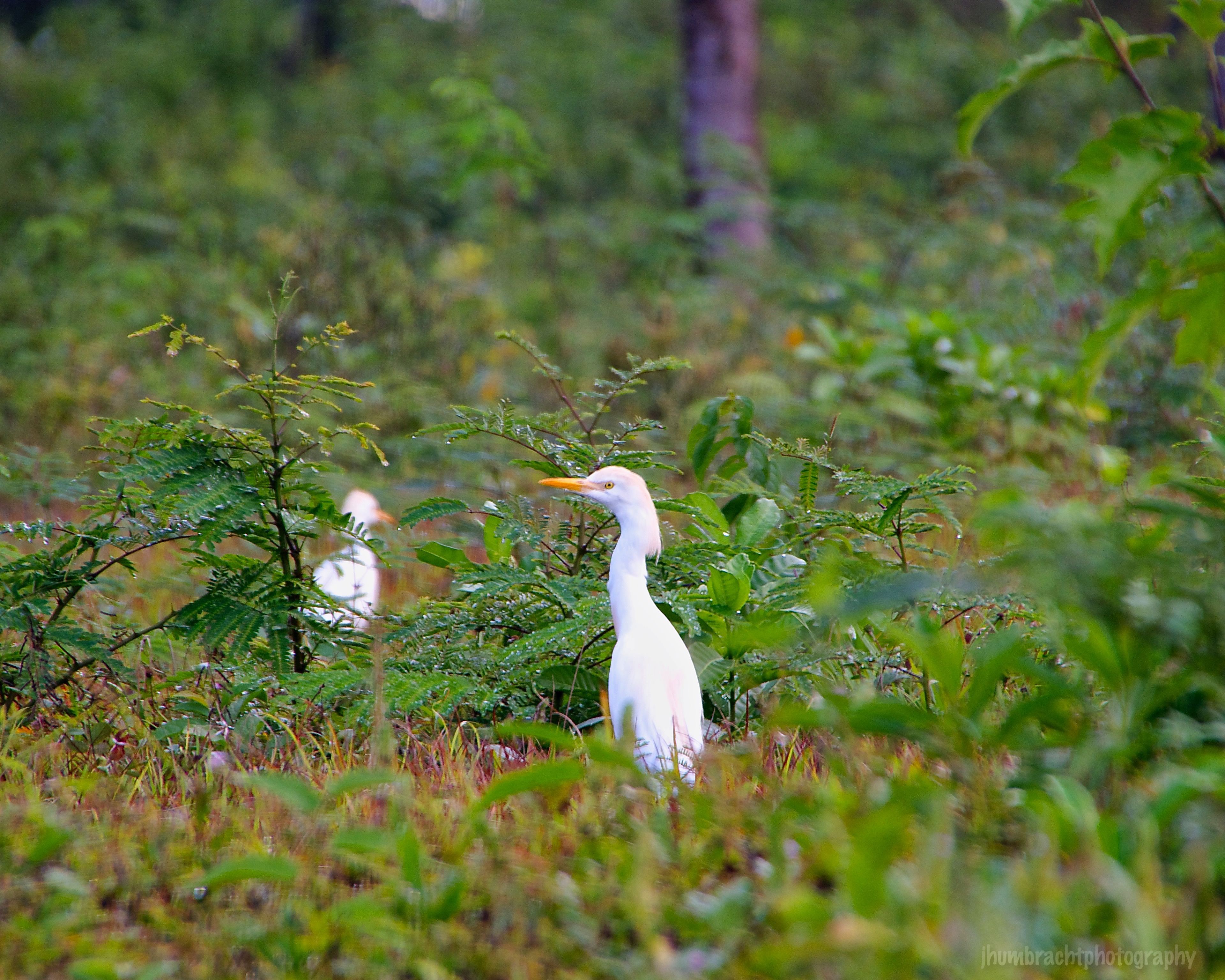 Cattle Egret | Birds of Central America | Image By Indianapolis-based Architectural Photographer Jason Humbracht in 2015